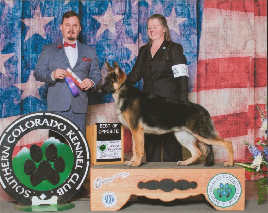 are king shepherds recognized by the akc